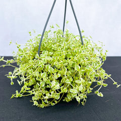 15 25cm Sedum Little Missy Succulent in Hanging 10cm Pot House Plant