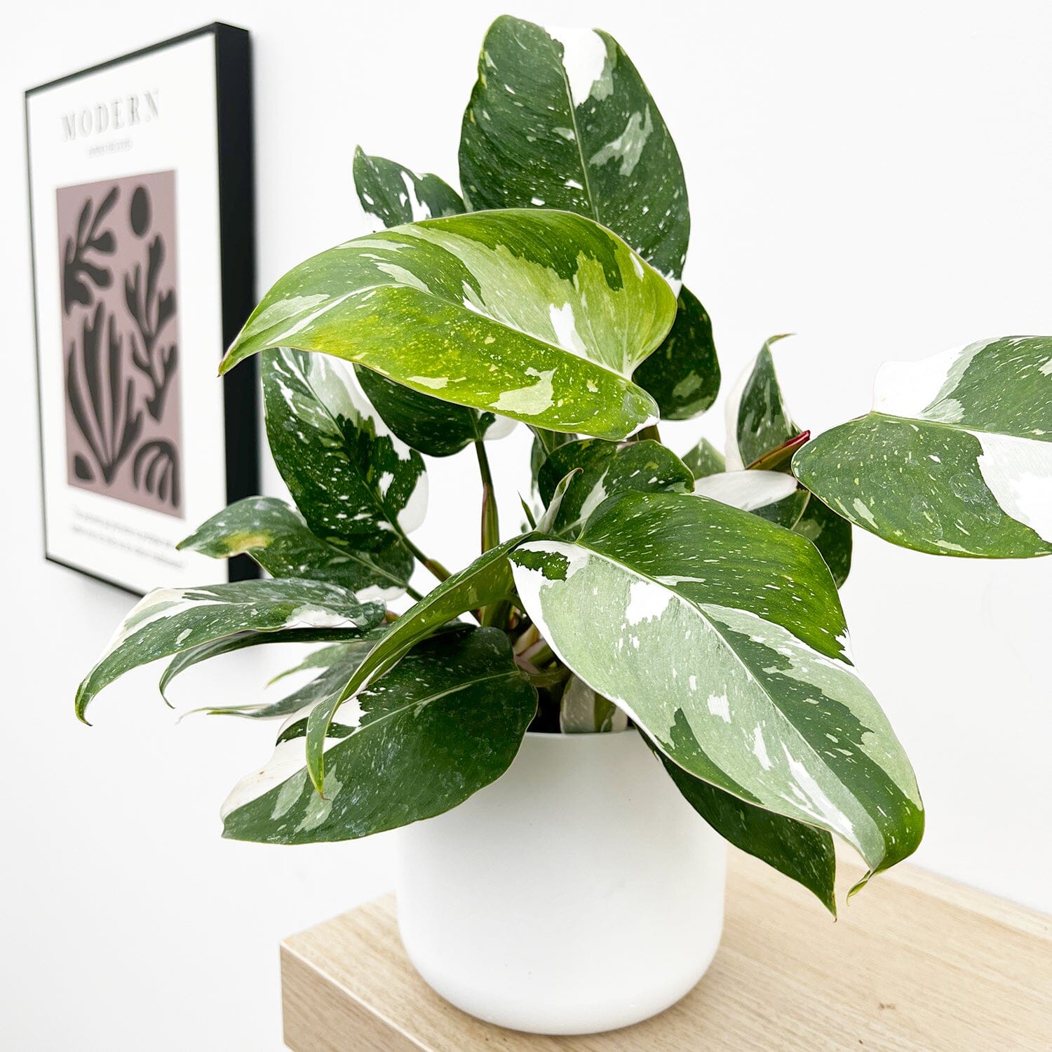 15 - 30cm Philodendron White Princess 12cm Pot House Plant