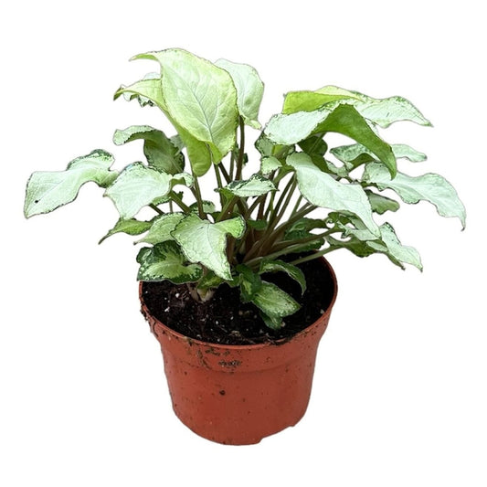 15 - 30cm Syngonium NOID 10.5cm Pot House Plant House Plant