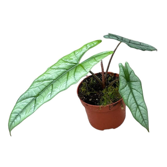 15 cm Alocasia Heterophylla Corazon House Plant 10,5 cm Pot House Plant