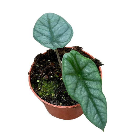 15 cm Alocasia Heterophylla Corazon House Plant 10,5 cm Pot House Plant