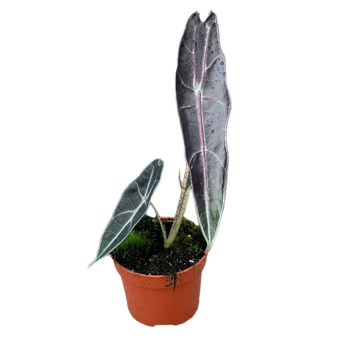 15 cm Alocasia Longiloba Purple House Plant 10,5 cm Pot House Plant