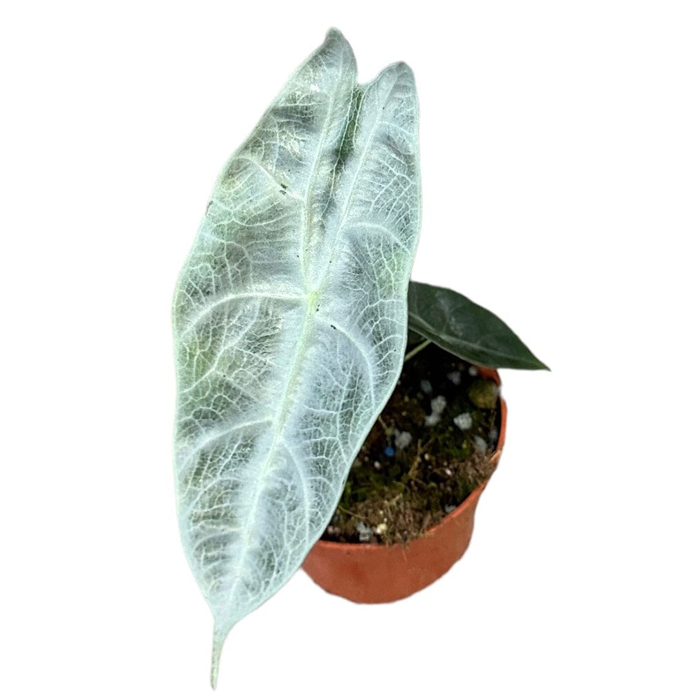 15 cm Alocasia Longiloba Silver House Plant 10,5 cm Pot House Plant