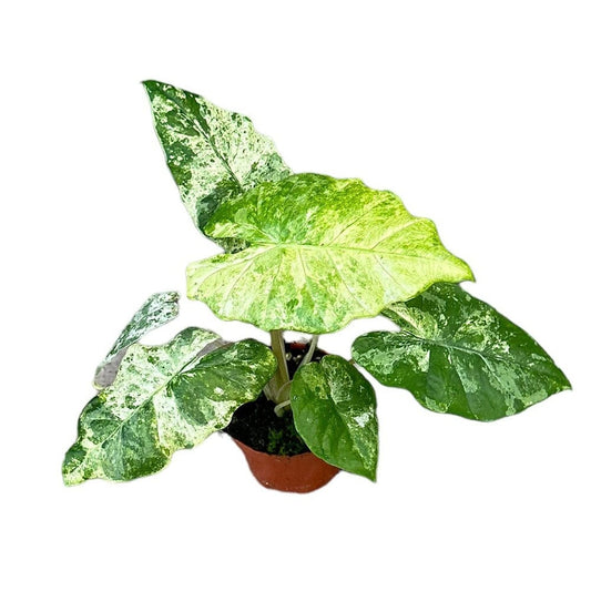 15 cm Alocasia Odora Variegata Batik House Plant 10,5 cm Pot House Plant