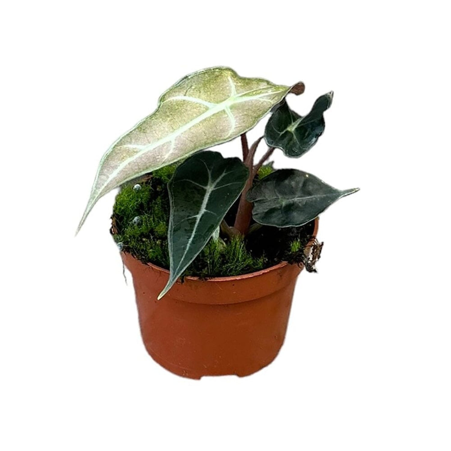 15 cm Alocasia Polly Variegata House Plant 10,5 cm Pot House Plant