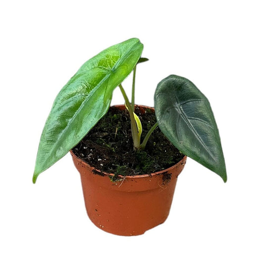 15 cm Alocasia Venusta House Plant 10,5 cm Pot House Plant