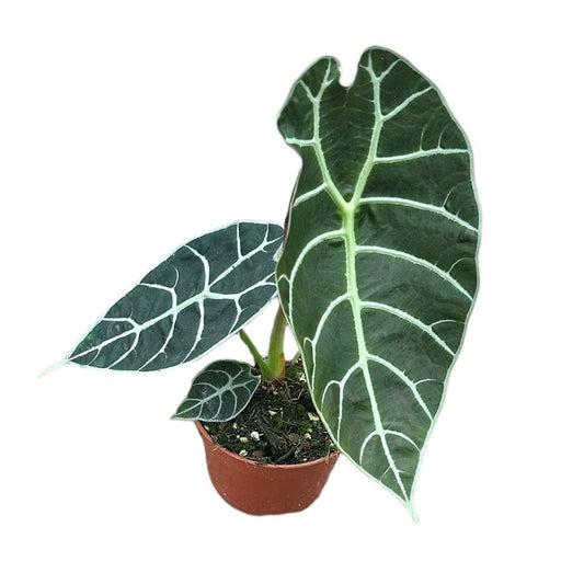 15 cm Alocasia Watsoniana House Plant 10,5 cm Pot House Plant