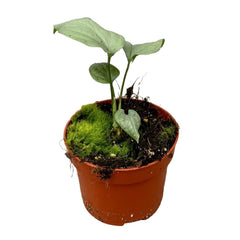 15 cm Amydrium Medium Silver House Plant 10,5 cm Pot House Plant