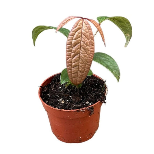 15 cm Anthurium Arisaemoides House Plant 14 cm Pot House Plant