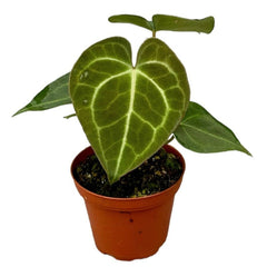 15 cm Anthurium Clarinervium House Plant 9 cm Pot House Plant