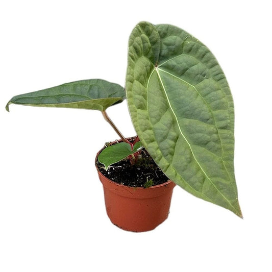 15 cm Anthurium Crystallinum x Luxurians House Plant 10,5 cm Pot House Plant