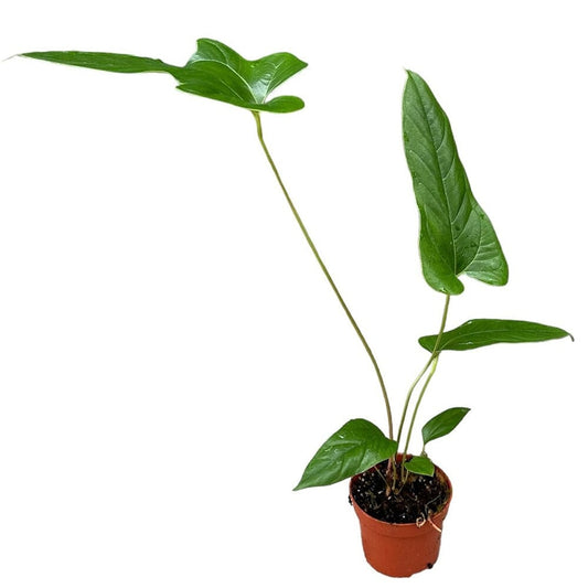 15 cm Anthurium Pedatum x Pedatum House Plant 10,5 cm Pot House Plant