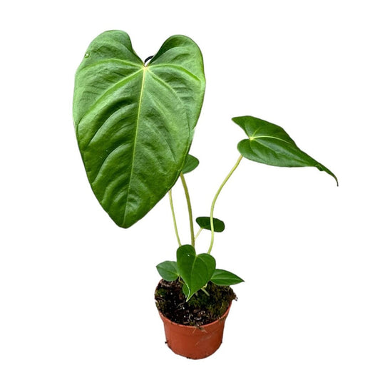 15 cm Anthurium Recavum x Recavum House Plant 10,5 cm Pot House Plant