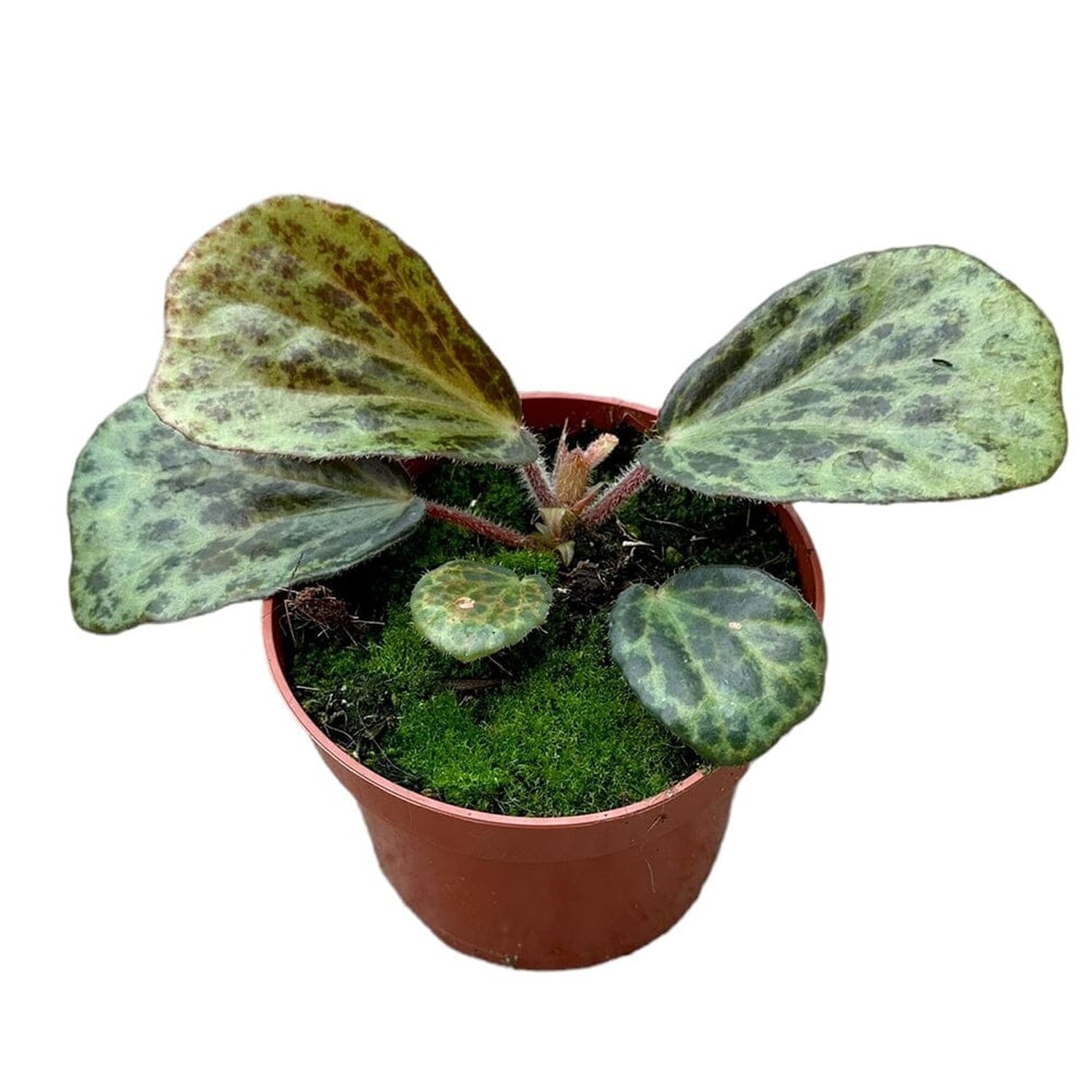 15 cm Begonia Blancii Mottled House Plant 10,5 cm Pot House Plant