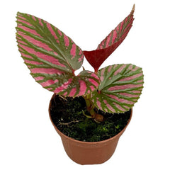 15 cm Begonia Brevirimosa House Plant 9 cm Pot House Plant