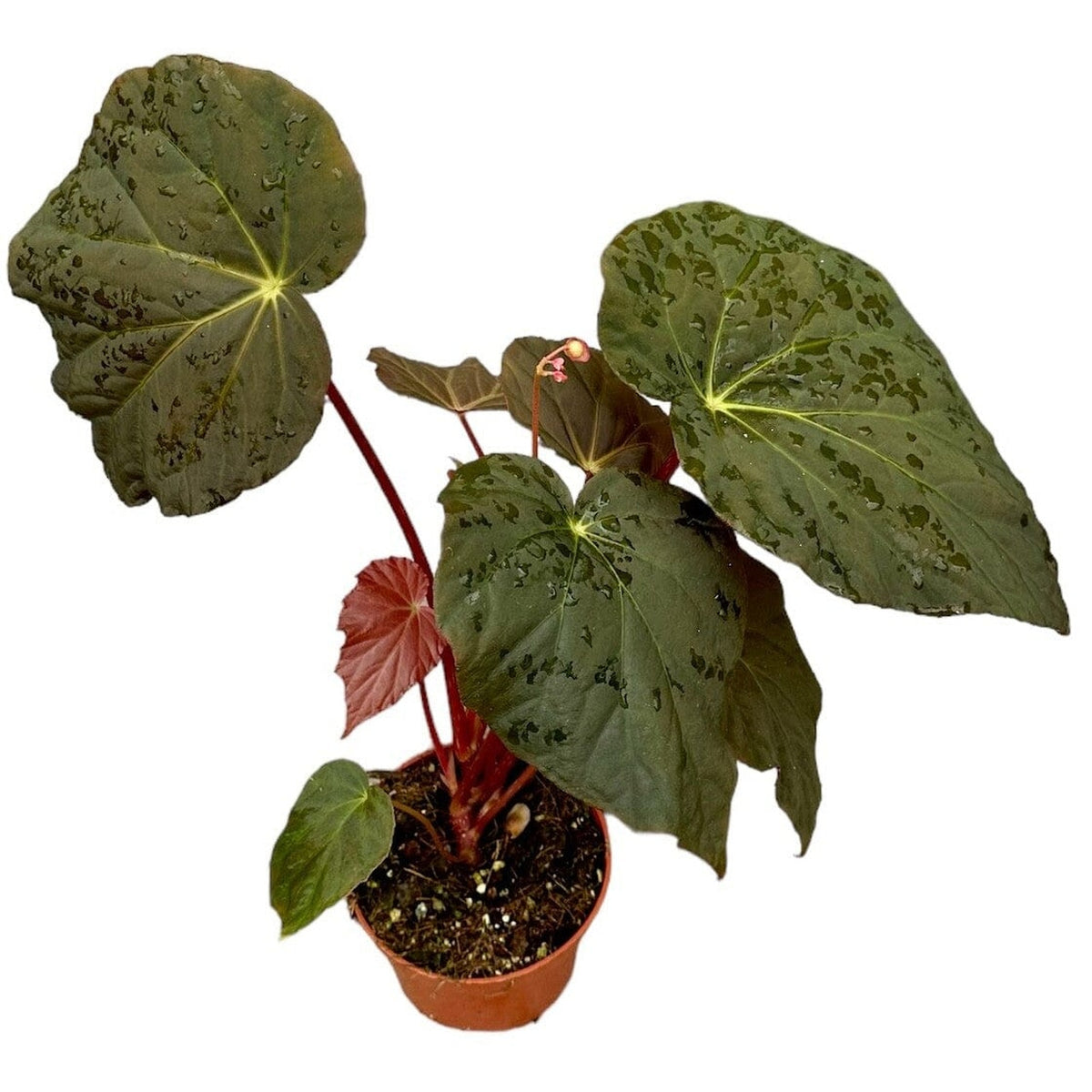 15 cm Begonia Pavonina House Plant 10,5 cm Pot House Plant