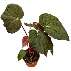 15 cm Begonia Pavonina House Plant 10,5 cm Pot House Plant