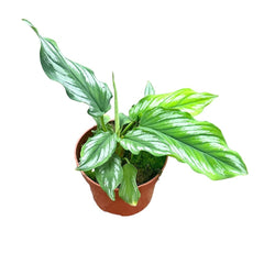 15 cm Homalomena Riau Sumatra House Plant 10,5 cm Pot House Plant