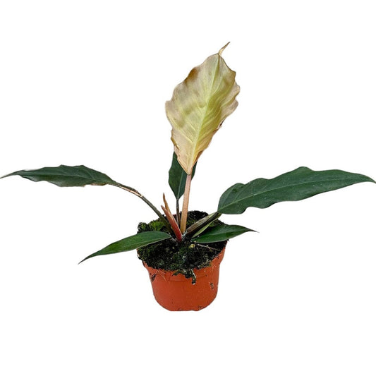 15 cm Philodendron Choco Empress House Plant 10,5 cm Pot House Plant