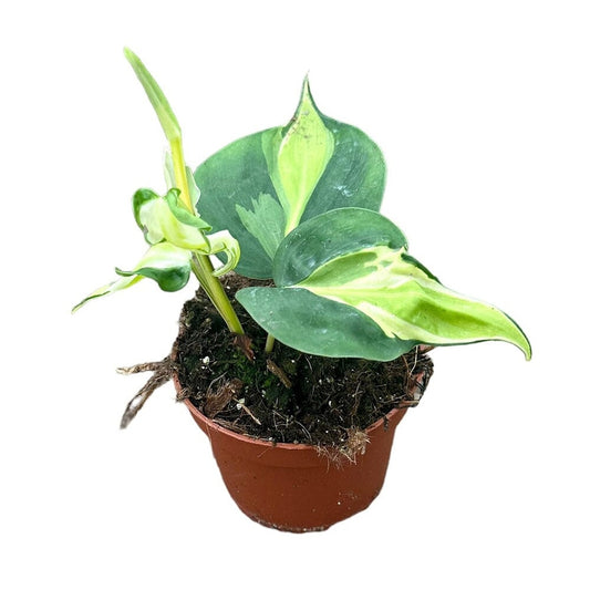 15 cm Philodendron Cream Splash House Plant 10,5 cm Pot House Plant