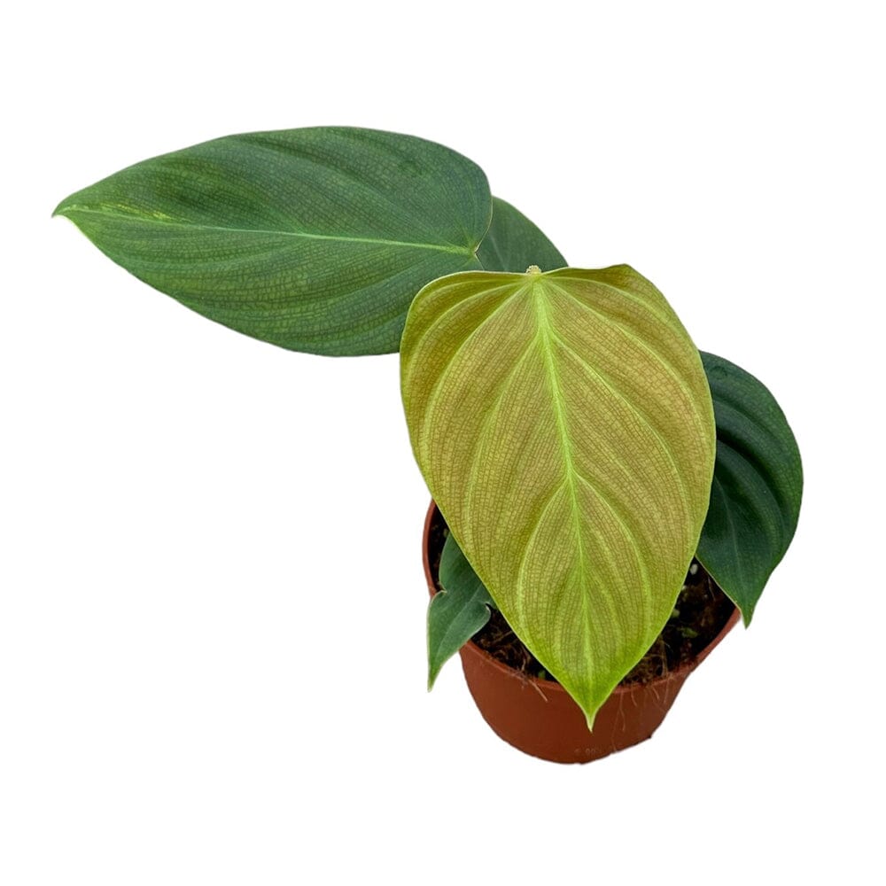 15 cm Philodendron Nangaritense House Plant 10,5 cm Pot House Plant