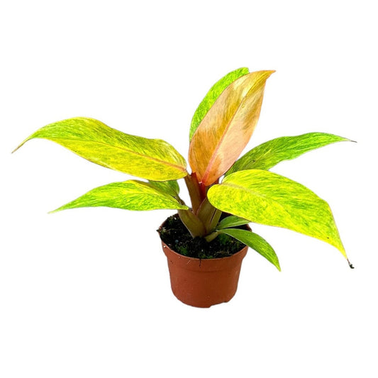 15 cm Philodendron Orange Marmalade House Plant 10,5 cm Pot House Plant