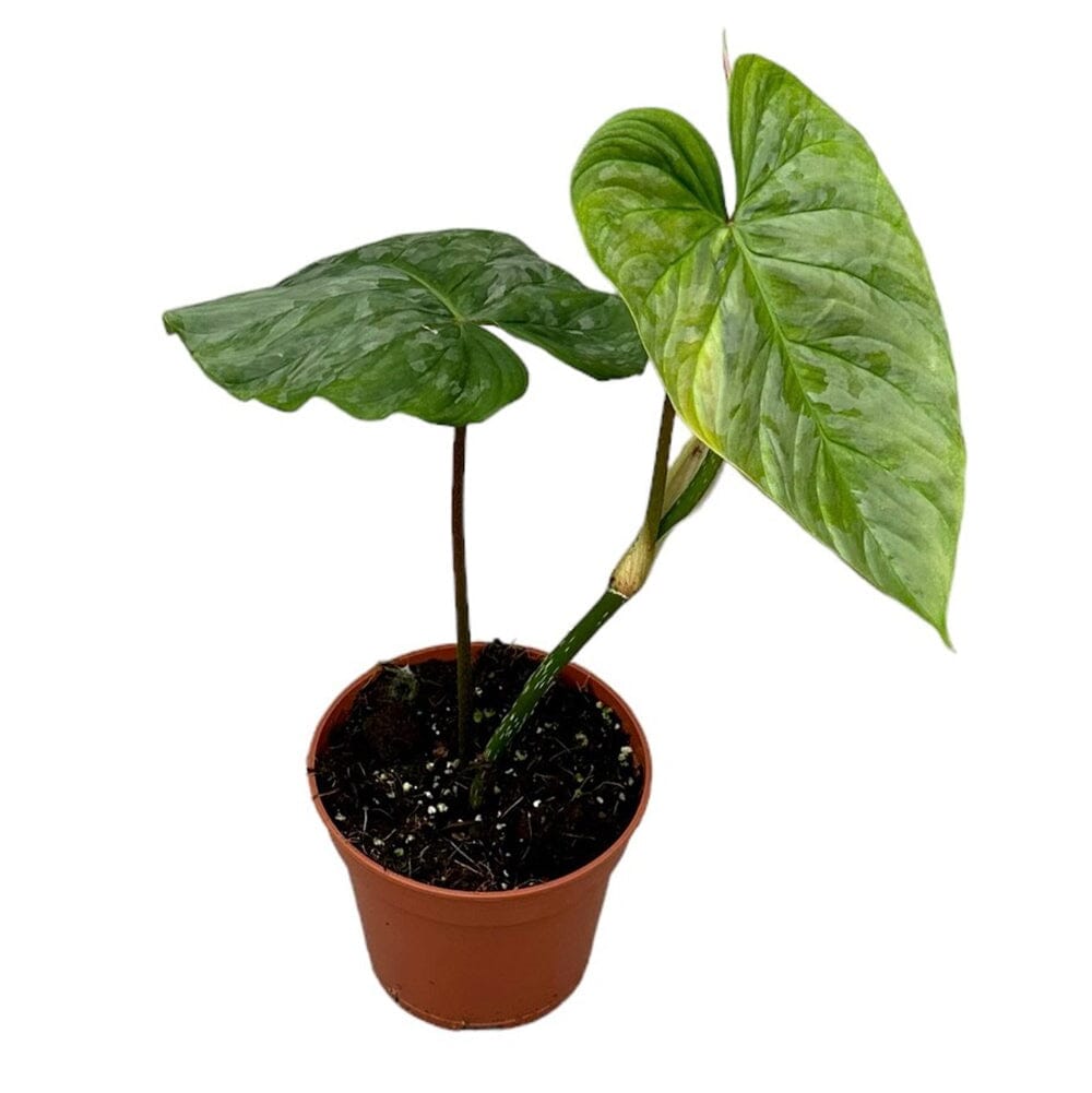 15 cm Philodendron P Majestic House Plant 10,5 cm Pot House Plant