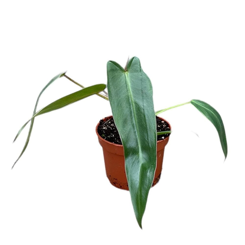 15 cm Philodendron Spiritus Sancti House Plant 10,5 cm Pot House Plant