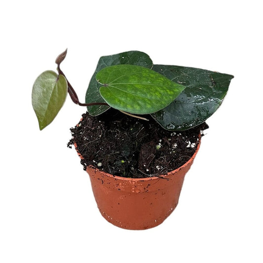 15 cm Piper Indonesia Green House Plant 10,5 cm Pot House Plant