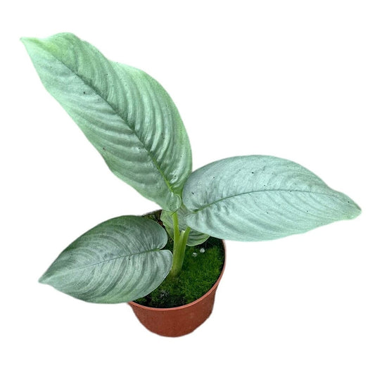 15 cm Schismatoglottis Hendrikii House Plant 10,5 cm Pot House Plant