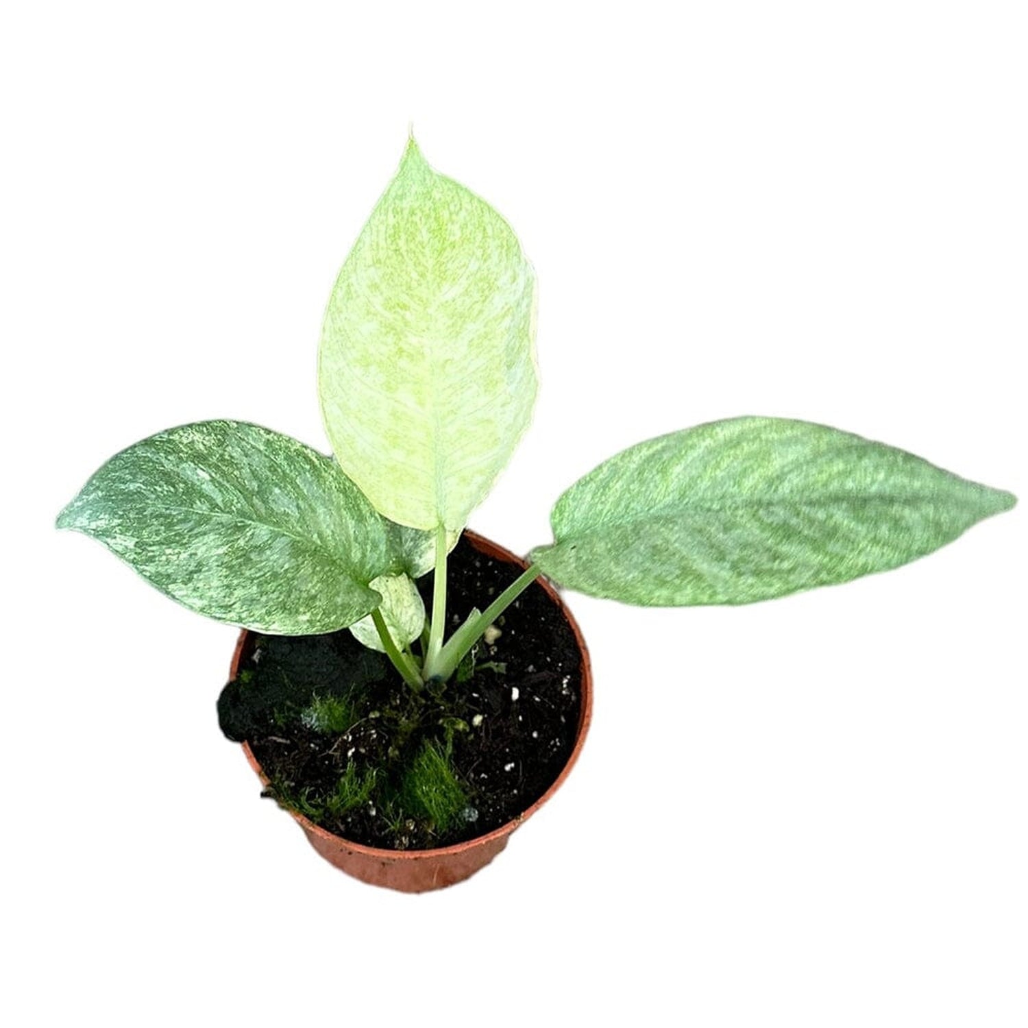 15 cm Schismatoglottis Longispatha Variegata House Plant 10,5 cm Pot House Plant