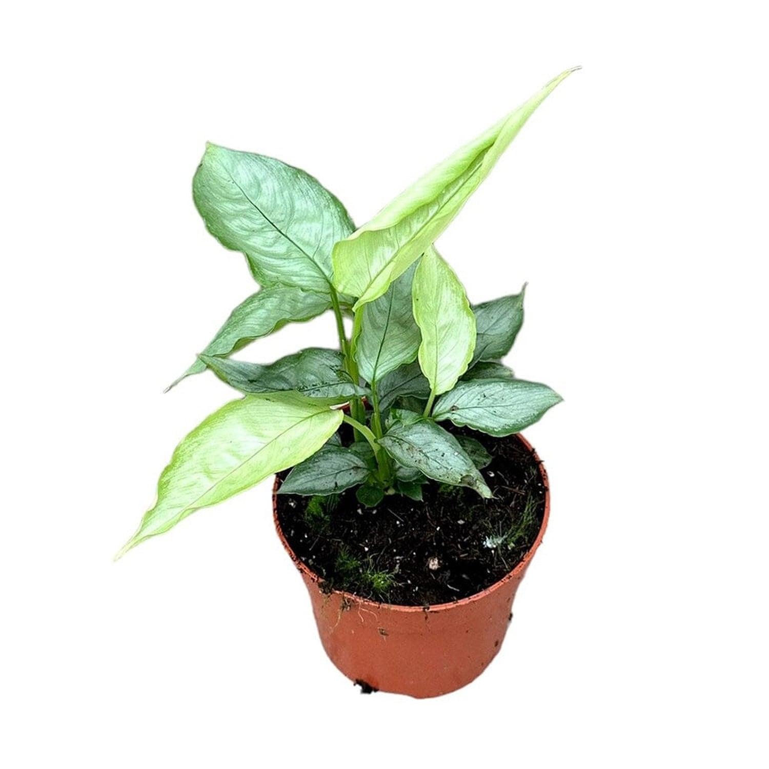 15 cm Schismatoglottis Sp Silver Form House Plant 10,5 cm Pot House Plant