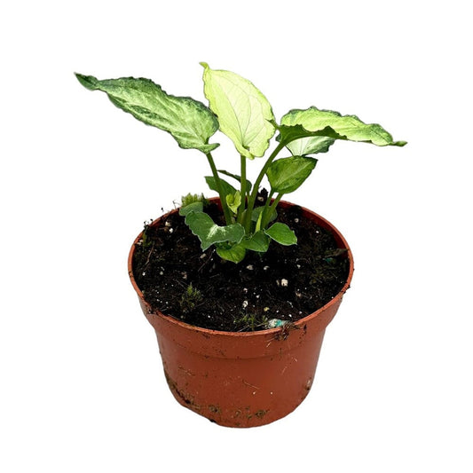 15 cm Syngonium Mouse Ears House Plant 10,5 cm Pot House Plant