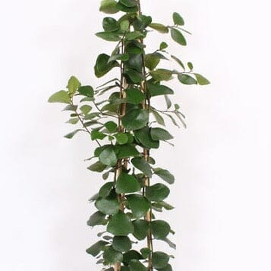 150 - 180cm Ficus Natalensis Trinova 27cm Pot House Plant House Plant