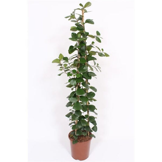 150 - 180cm Ficus Natalensis Trinova 27cm Pot House Plant House Plant