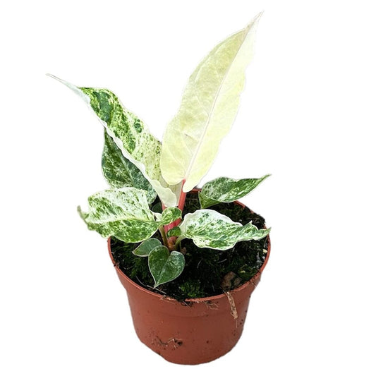 15cm Anthurium Bonplandii Variegata House Plant 10,5 cm Pot House Plant