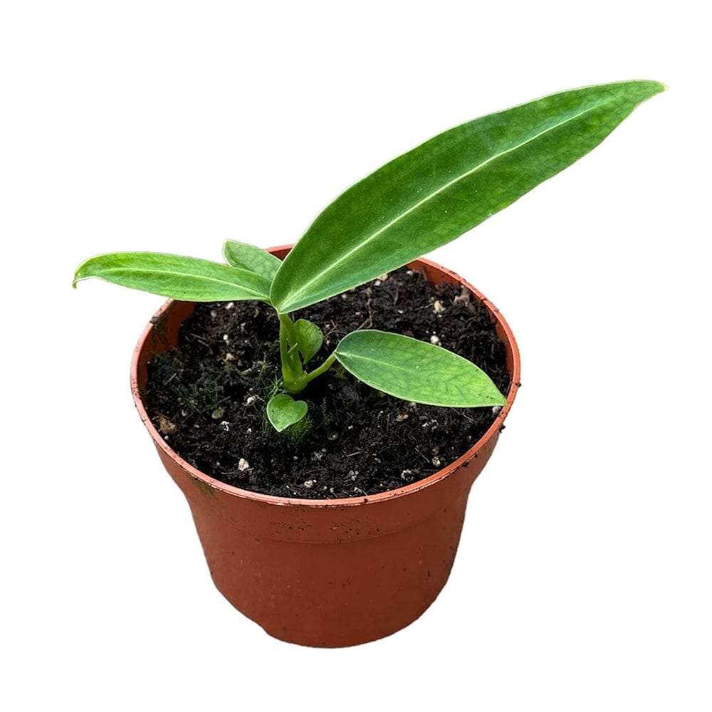 15cm Anthurium Warocqueanum House Plant 10,5 cm Pot House Plant