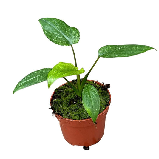 15cm Homalomena Stardust House Plant 10,5 cm Pot House Plant