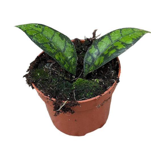 15cm Hoya Black Cat Callistophylla House Plant 10,5 cm Pot House Plant