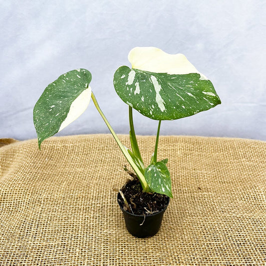 15cm Monstera Thai Constellation Cheese Plant Variegated 7cm Pot House Plant