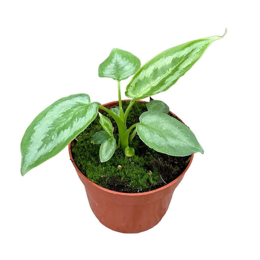 15cm Schismatoglottis Calyptrata House Plant 10,5 cm Pot House Plant