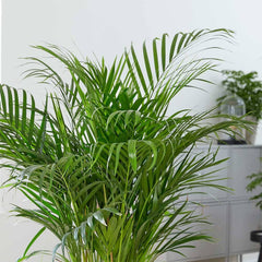 160 - 200cm Areca Palm Dypsis Lutescens 27cm Pot House Plant House Plant