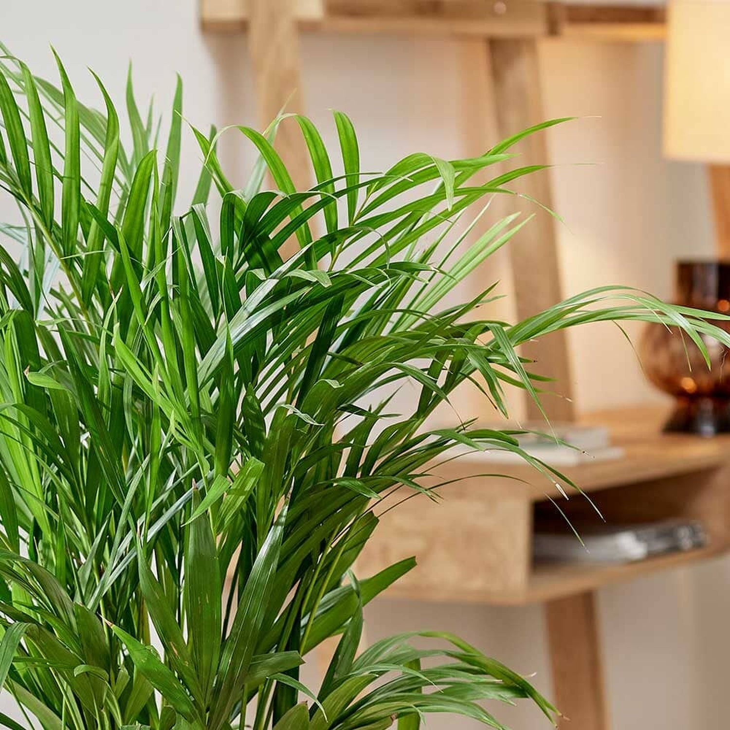 160 - 200cm Areca Palm Dypsis Lutescens 27cm Pot House Plant House Plant