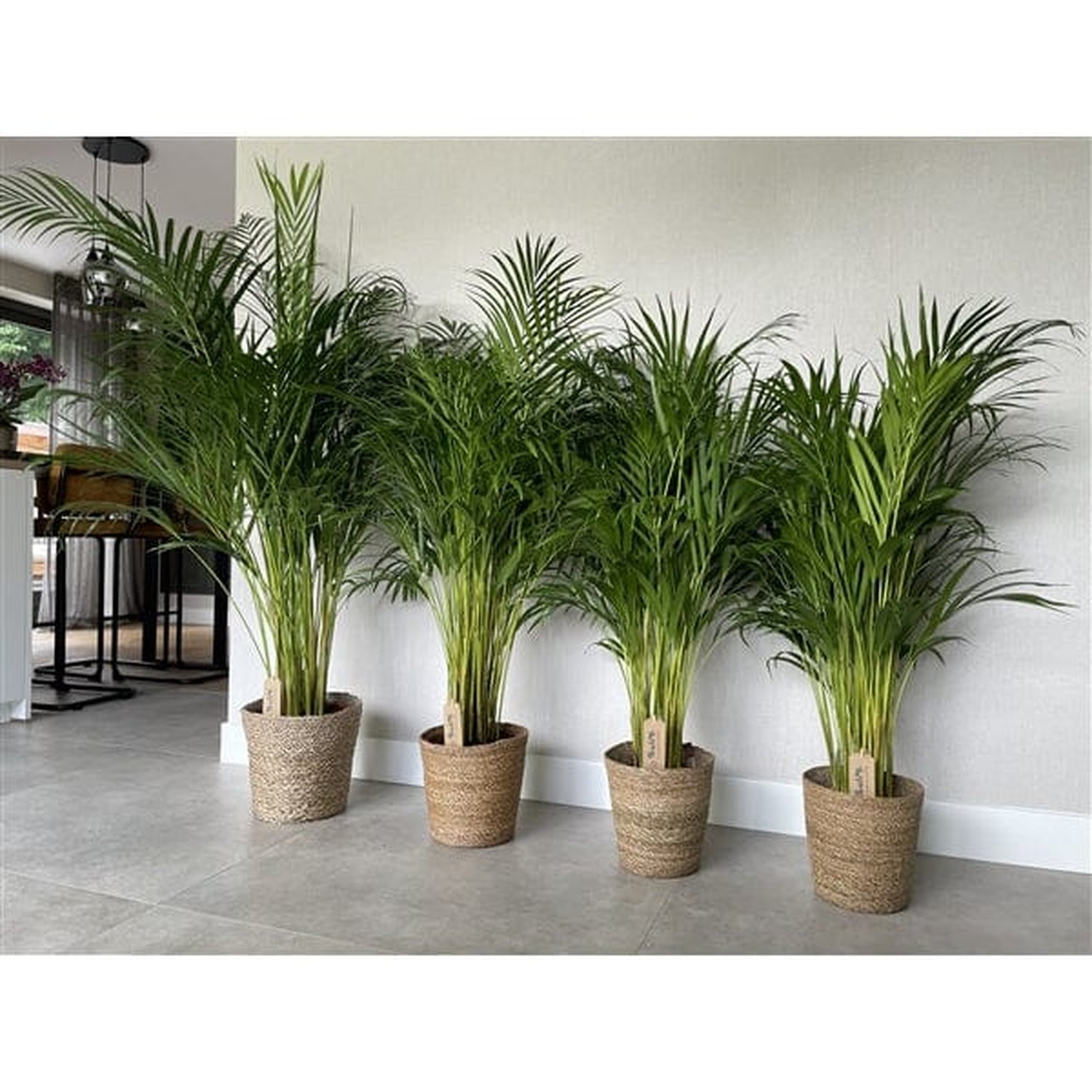 160 - 200cm Areca Palm Dypsis Lutescens 27cm Pot House Plant House Plant