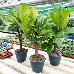 160 - 200cm Ficus Lyrata XXXL Tree Fiddle Leaf Fig 34cm Pot House Plant House Plant