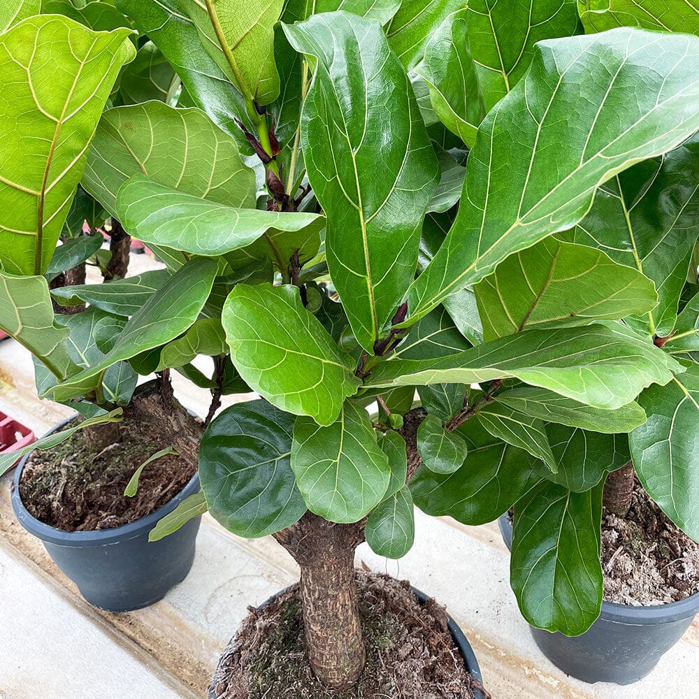 160 - 200cm Ficus Lyrata XXXL Tree Fiddle Leaf Fig 34cm Pot House Plant House Plant