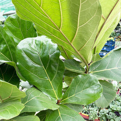 160 - 200cm Ficus Lyrata XXXL Tree Fiddle Leaf Fig 34cm Pot House Plant House Plant