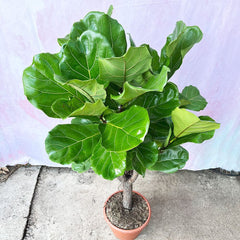 160 - 200cm Ficus Lyrata XXXL Tree Fiddle Leaf Fig 34cm Pot House Plant House Plant