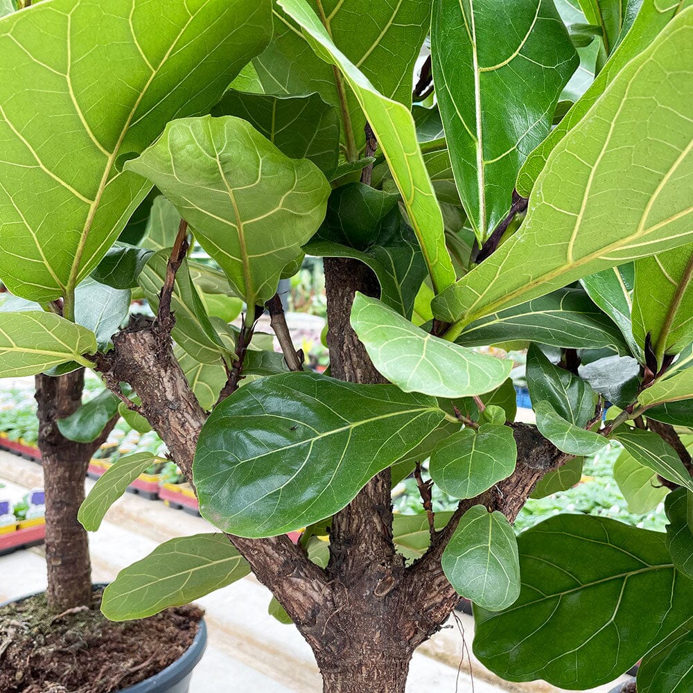 160 - 200cm Ficus Lyrata XXXL Tree Fiddle Leaf Fig 34cm Pot House Plant House Plant