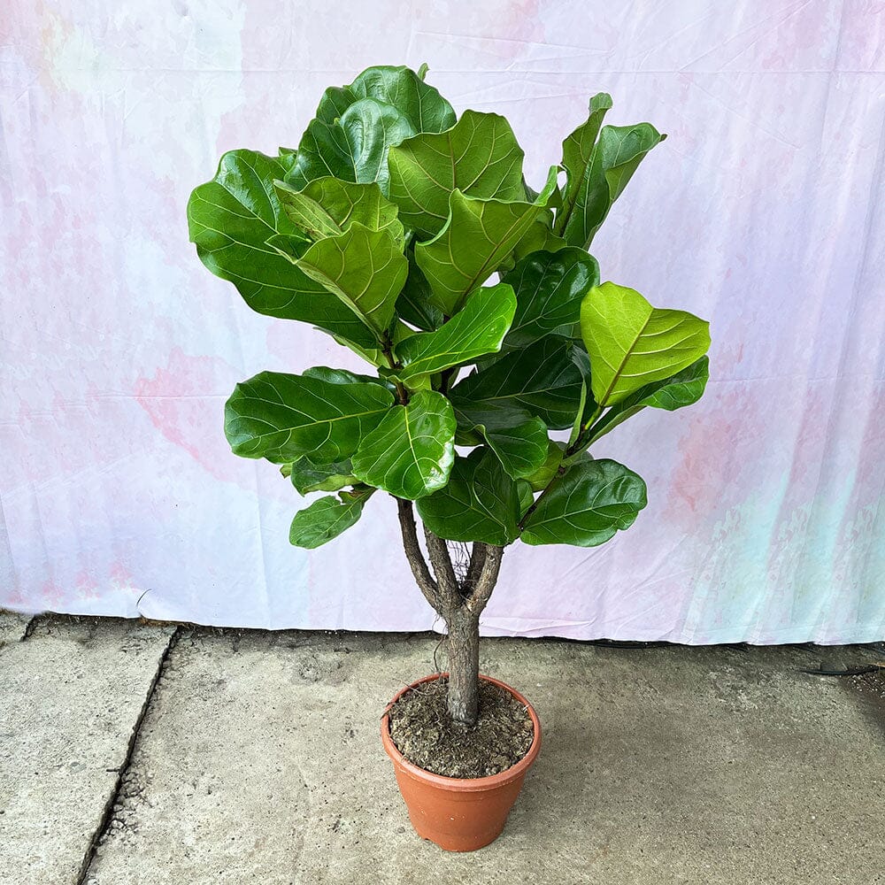 160 - 200cm Ficus Lyrata XXXL Tree Fiddle Leaf Fig 34cm Pot House Plant House Plant